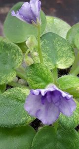 7 iul - N Wind over the Islands