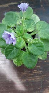 7 iul - N Wind over the Islands