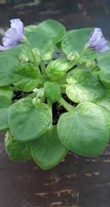 7 iul - N Wind over the Islands