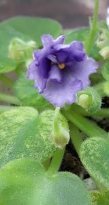 7 iul - N Wind over the Islands