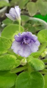 7 iul - N Wind over the Islands