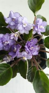 21 iun - ZZ RS Barkhatnyi Nariad