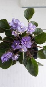 21 iun - ZZ RS Barkhatnyi Nariad