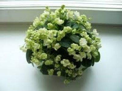 RS Zimniy Tswetok - RS Zimniy Tswetok