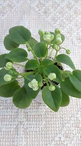 29 iun - RS Zimniy Tswetok