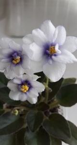 21 iun - Rob s Loose Noodle