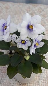 29 iun - Rob s Loose Noodle