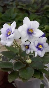 29 iun - Rob s Loose Noodle