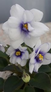 29 iun - Rob s Loose Noodle