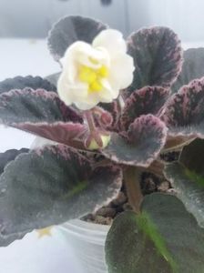 25 mai - Snow Festival