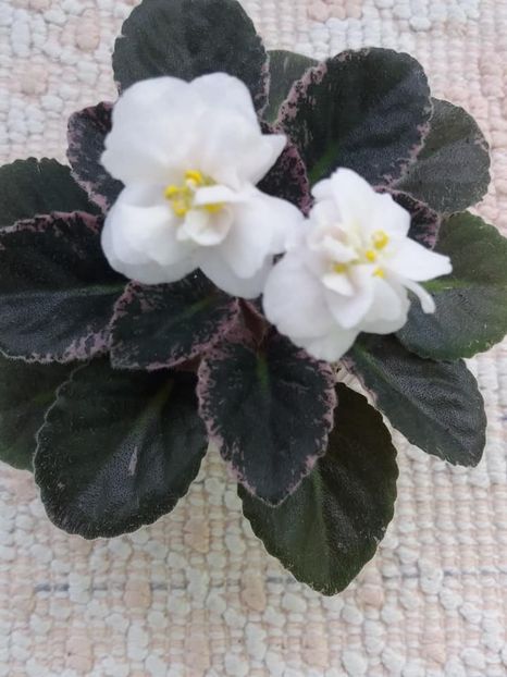 11 iun - Snow Festival