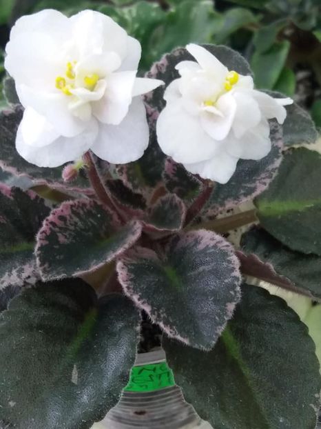 11 iun - Snow Festival