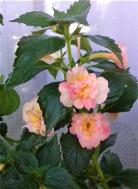  - 0000 ACHIMENES