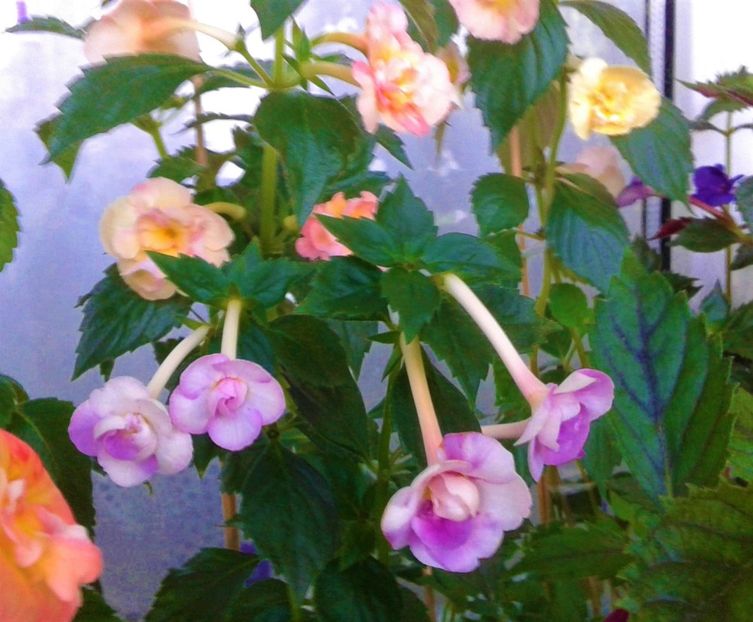  - 0000 ACHIMENES