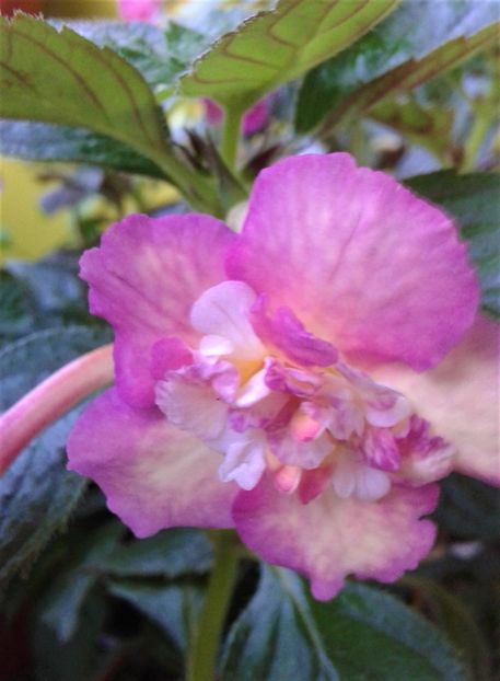  - 0000 ACHIMENES