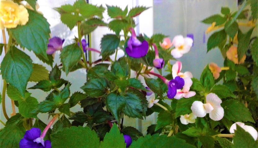  - 0000 ACHIMENES