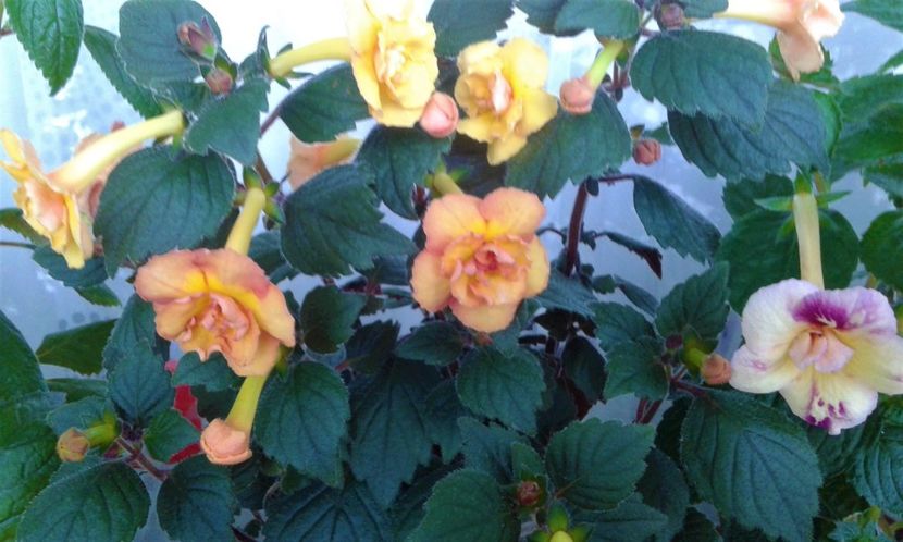  - 0000 ACHIMENES