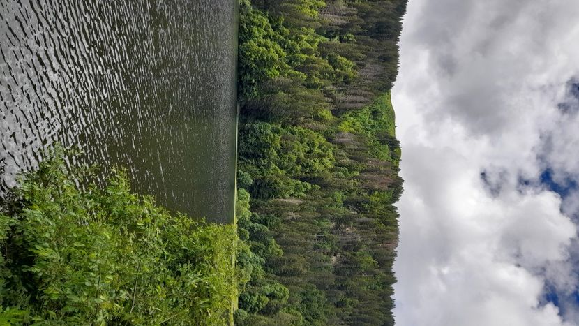 Feldseefeldsre - Schwarzwald