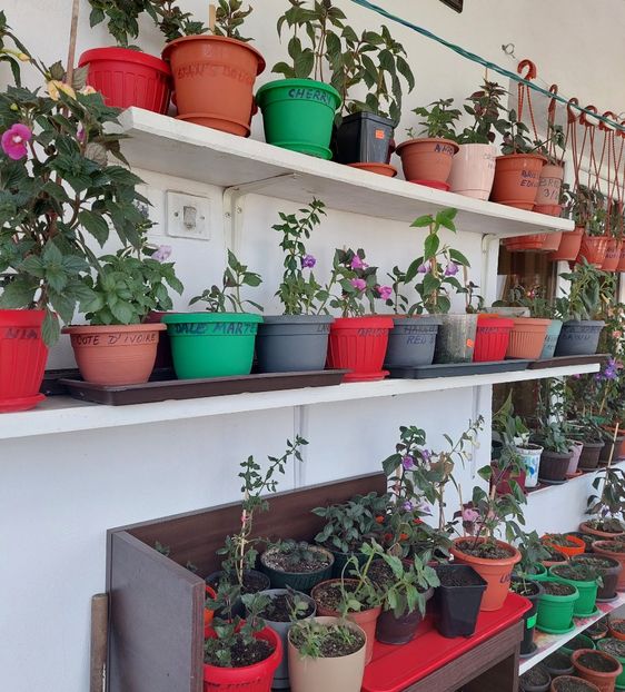  - Achimenes -evoluție 2021