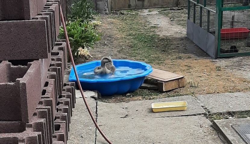  - Boboci gâsca 2021