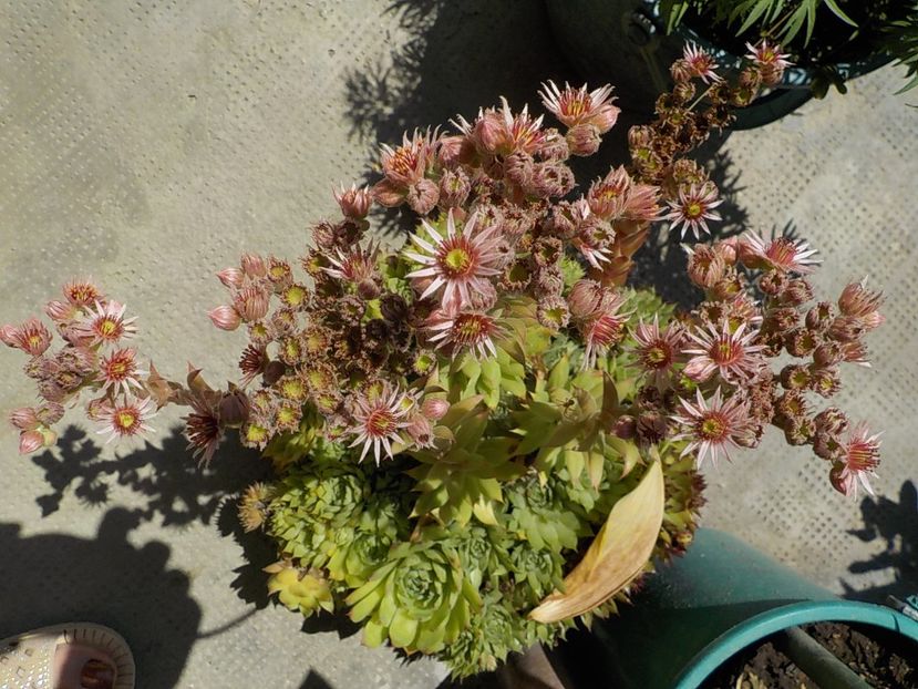  - Genul Sempervivum