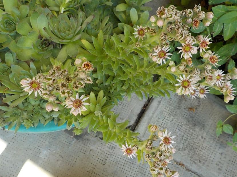  - Genul Sempervivum