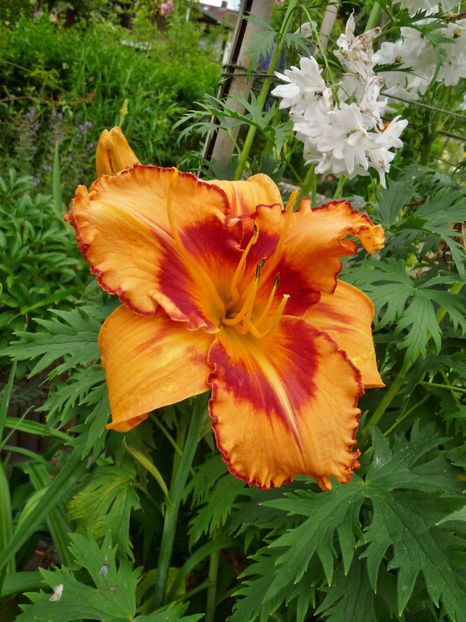  - Hemerocallis
