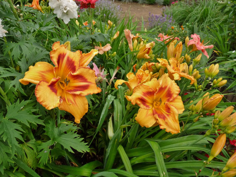  - Hemerocallis