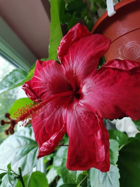 Din seminte - Hibiscus 2015-2024