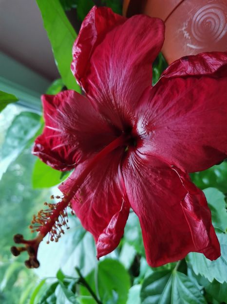 - Hibiscus 2015-2024