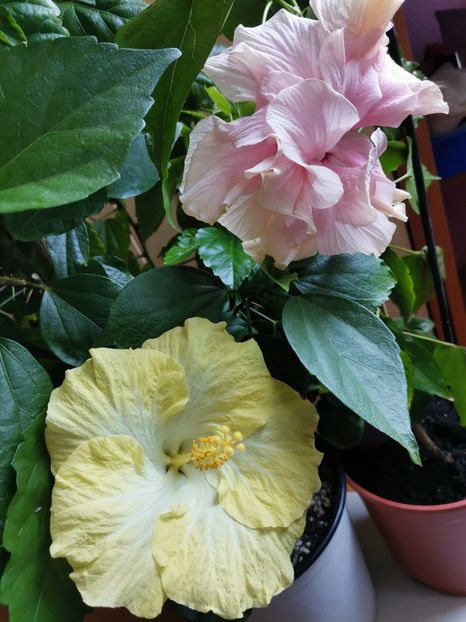  - Hibiscus 2015-2024
