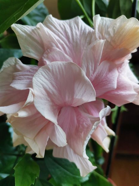 Classic pink - Hibiscus 2015-2024