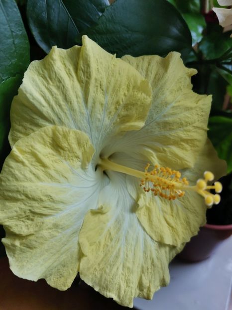 Vitua - Hibiscus 2015-2024