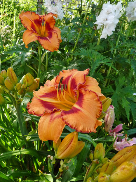  - Hemerocallis
