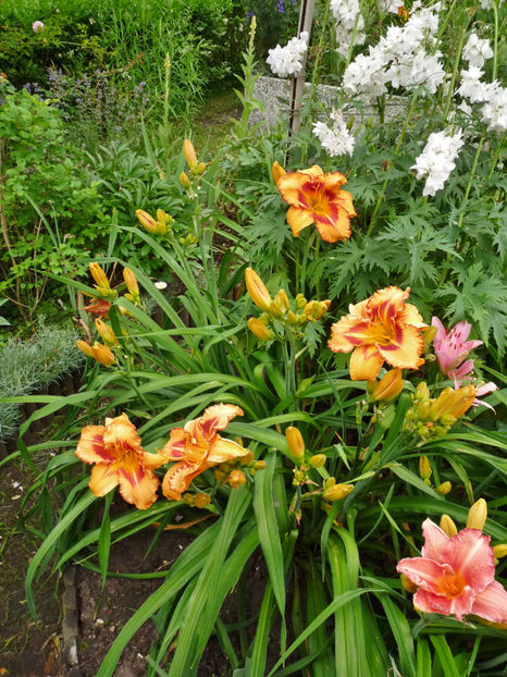  - Hemerocallis
