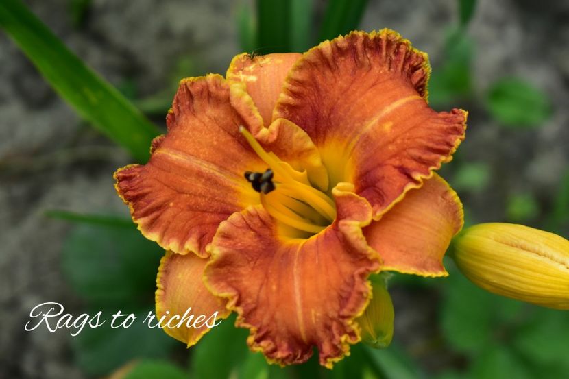 AddText_07-11-02.55.11 - Hemerocallis 2021