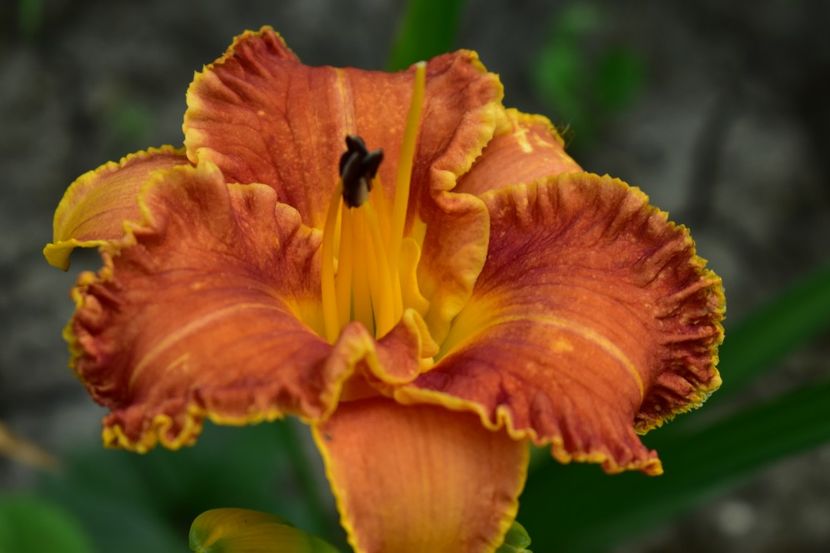  - Hemerocallis 2021