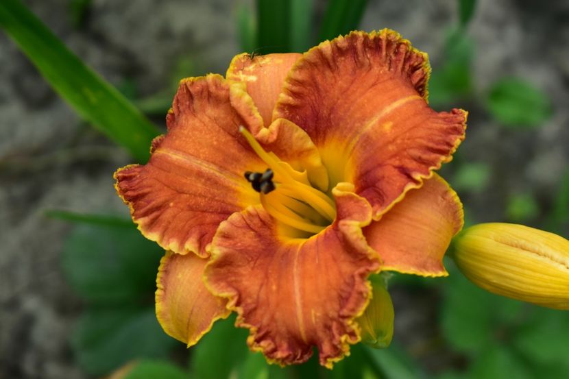  - Hemerocallis 2021