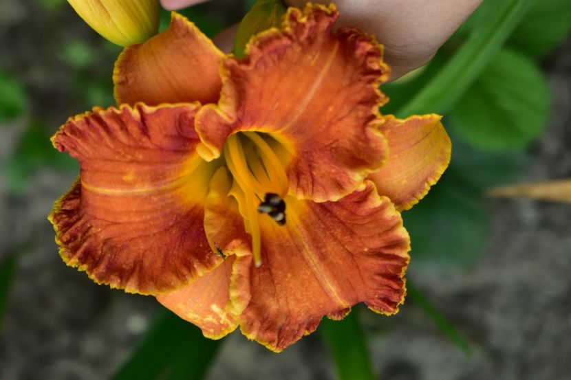  - Hemerocallis 2021