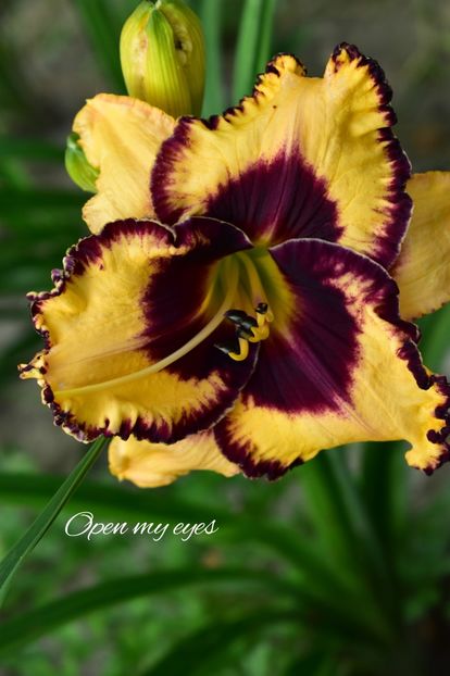 AddText_07-11-02.53.50 - Hemerocallis 2021