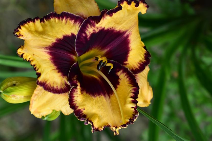 - Hemerocallis 2021