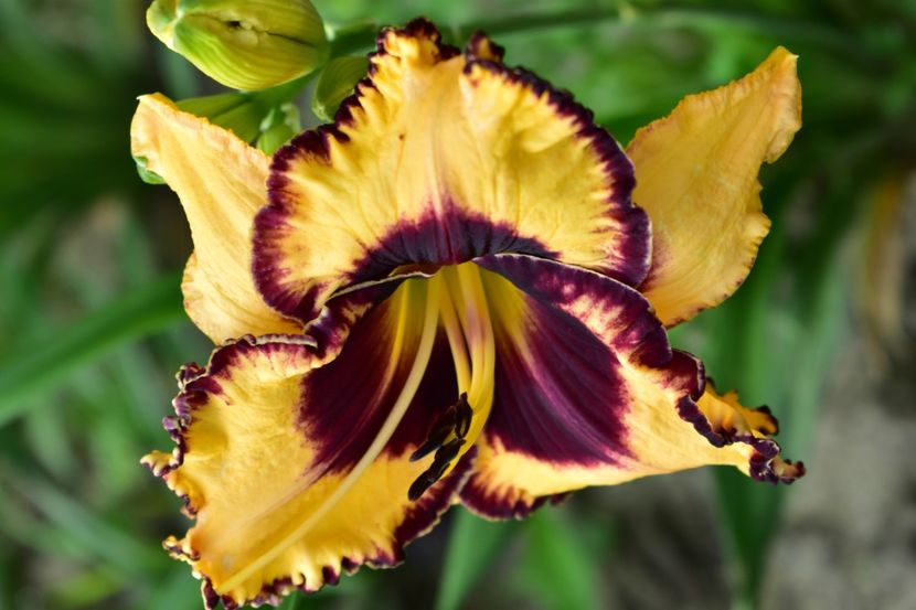 - Hemerocallis 2021