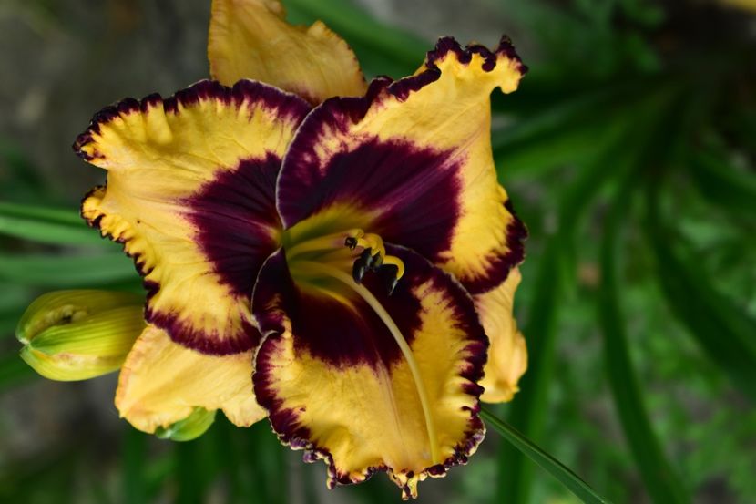  - Hemerocallis 2021