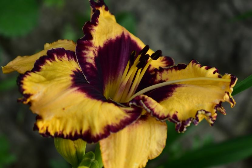  - Hemerocallis 2021