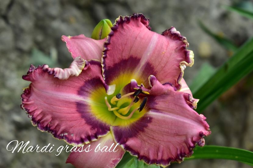 AddText_07-11-02.52.11 - Hemerocallis 2021
