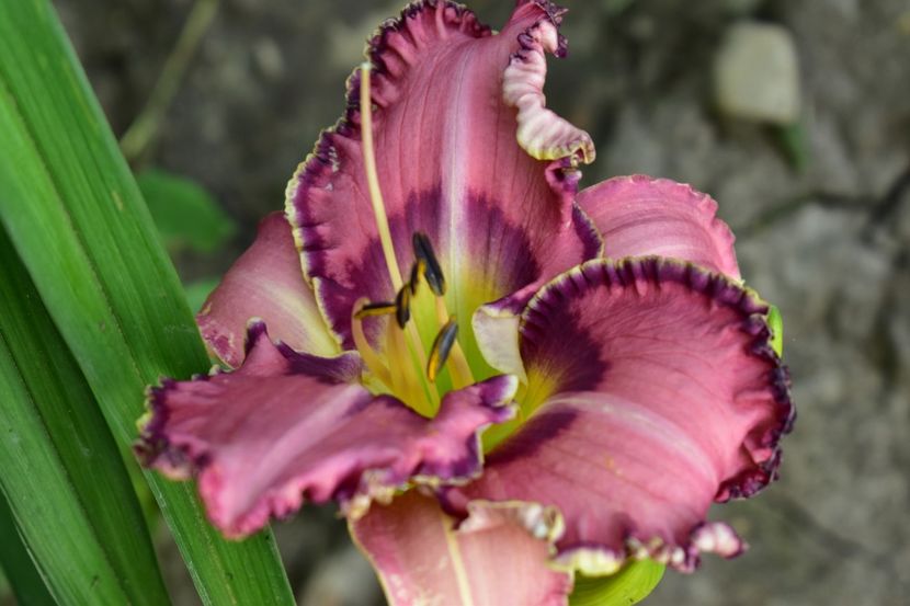  - Hemerocallis 2021