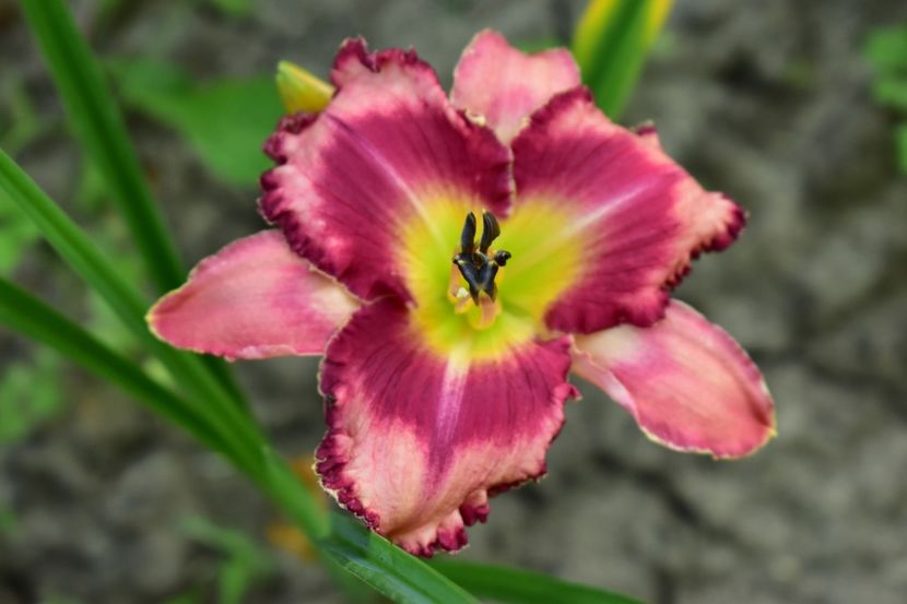  - Hemerocallis 2021