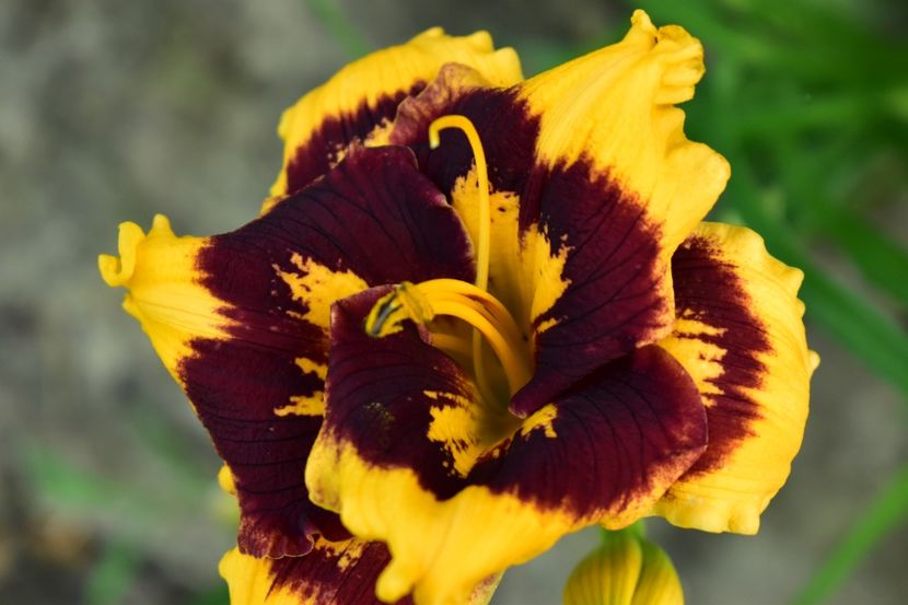  - Hemerocallis 2021
