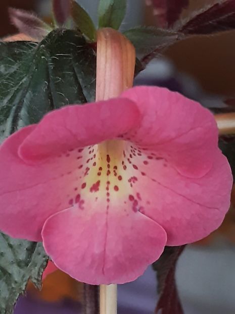  - achimenes-2021