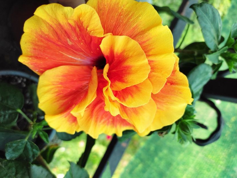  - Hibiscus 2021 -1